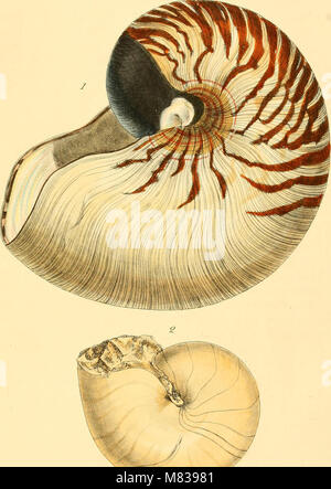 Conchologia systematica, oder komplettes System von conchology - in der die Lepades und conchiferous Mollusca beschrieben sind und entsprechend ihrer natürlichen Organisation und Gewohnheiten (1841) (14578860017) gegliedert. Stockfoto