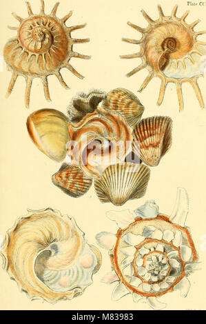 Conchologia systematica, oder komplettes System von conchology - in der die Lepades und conchiferous Mollusca beschrieben sind und entsprechend ihrer natürlichen Organisation und Gewohnheiten (1841) (14762876904) gegliedert. Stockfoto