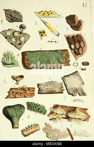 . Conspectus fungorum in Lusatiae Superioris agro Niskiensi crescentium