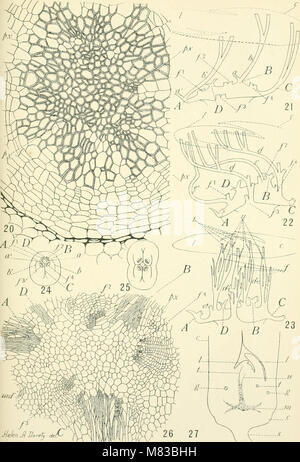 Beiträge aus dem Rumpf botanischen Labor (1895-) (20500700848) Stockfoto