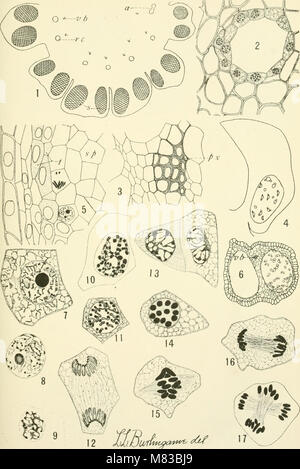 Beiträge aus dem Rumpf botanischen Labor (1895-) (20688700045) Stockfoto