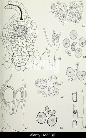 Beiträge aus dem Rumpf botanischen Labor (1895-) (20695747301) Stockfoto