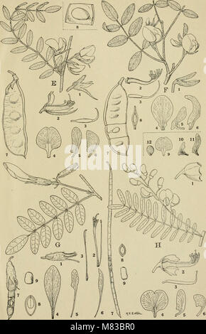 Beiträge aus der New York Botanical Garden (1899-) (20694803261) Stockfoto