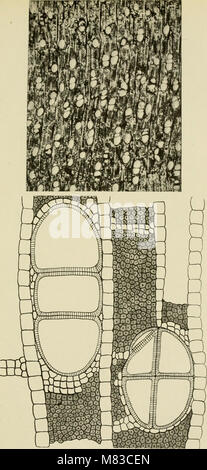 Beiträge zur Geologie und Paläontologie von Canal Zone, Panama, und geologisch verwandte Bereiche in Mittelamerika und der Karibik. (1919) (20502526388) Stockfoto