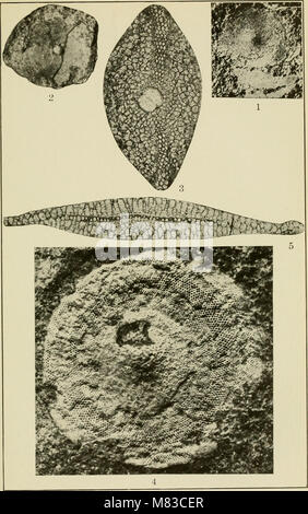 Beiträge zur Geologie und Paläontologie von Canal Zone, Panama, und geologisch verwandte Bereiche in Mittelamerika und der Karibik. (1919) (20502597020) Stockfoto