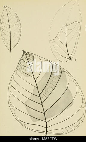 Beiträge zur Geologie und Paläontologie von Canal Zone, Panama, und geologisch verwandte Bereiche in Mittelamerika und der Karibik. (1919) (20503801649) Stockfoto