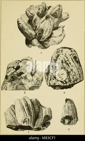 Beiträge zur Geologie und Paläontologie von Canal Zone, Panama, und geologisch verwandte Bereiche in Mittelamerika und der Karibik. (1919) (20690637525) Stockfoto