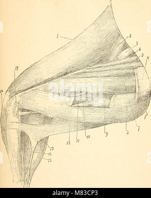 Beitrag à la myologie des rongeure (1900) (20659278916) Stockfoto