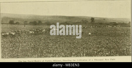 Mais, wachsende, Urteilen, Zucht, Fütterung, Marketing; (1915) (20077294764) Stockfoto