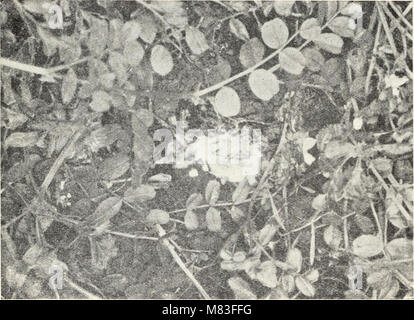 Cottony rot von Zitronen in Kalifornien (1916) (14766432512) Stockfoto