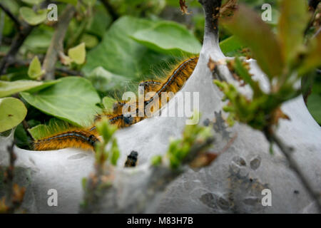 Lakai Nachtfalter Raupen zusammen in Ihrem web Nest in der Landschaft von Wales Stockfoto