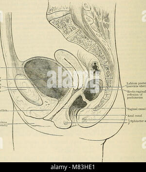 Cunninghams „Text-Book of Anatomy“ (1914) ist eine umfassende Referenz für die menschliche Anatomie. Es umfasst detaillierte Beschreibungen und Abbildungen menschlicher Körperstrukturen, wobei der Schwerpunkt auf Systemen, Organen und Geweben in strukturierter und zugänglicher Weise liegt. Stockfoto