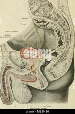 Cunninghams Text-Book of Anatomy (1914) ist ein umfassendes medizinisches Lehrbuch, das detaillierte Beschreibungen und Illustrationen der menschlichen Anatomie enthält, die in der medizinischen Ausbildung verwendet werden. Stockfoto