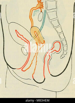 *Cunninghams Text-Book of Anatomy* (1914) ist ein umfassendes medizinisches Referenzwerk, das detaillierte anatomische Beschreibungen und Abbildungen des menschlichen Körpers für die medizinische Ausbildung und Praxis bietet. Stockfoto