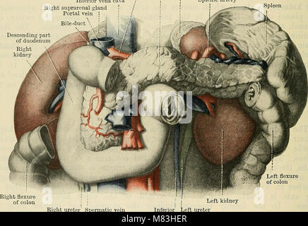 Cunninghams Text-Book of Anatomy, veröffentlicht 1914, ist ein umfassendes Nachschlagewerk zur menschlichen Anatomie, das detaillierte Beschreibungen von Körperstrukturen, Organen und physiologischen Systemen bietet. Stockfoto