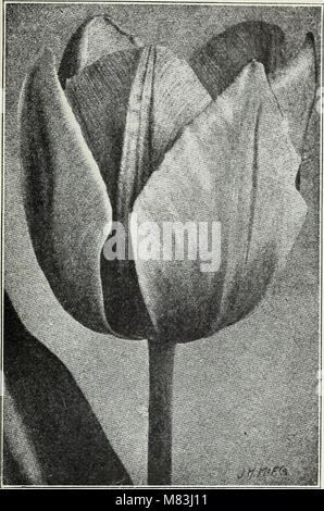 Currie ist Herbst 1929 54 jahr Zwiebeln und Pflanzen (1929) (20192693474) Stockfoto