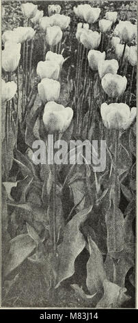 Currie ist Herbst 1929 54 jahr Zwiebeln und Pflanzen (1929) (20789002356) Stockfoto