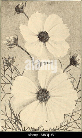 Currie's Farm und Garten jährliche - Frühjahr 1916 (1916) (14784537642) Stockfoto