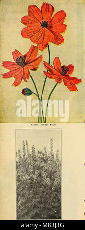 Currie's Garten jährliche - 63. Jahr Frühjahr 1938 (1938) (20630499810) Stockfoto
