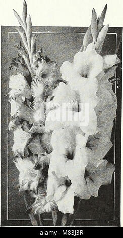 Currie's Garten jährliche - Frühling, 1935, 60 (1935) (20631539329) Stockfoto