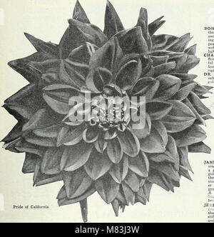 Die Ausgabe 1931 von Currie's Garden Annual feiert ihr 56. Jahr und bietet Gartentipps, Pflanzenempfehlungen und Ratschläge zum Anbau einer Vielzahl von Blumen und Pflanzen für die Frühlingssaison. Stockfoto