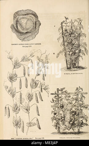 Curtis, Cobb und Washburn's Amateur kultivator Leitfaden für die Blumen- und Gemüsegarten für 1878 (1878) (20631361240) Stockfoto