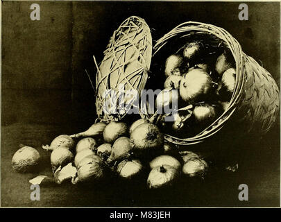 Die „Cyclopedia of American Horticulture“ bietet ausführliche Informationen über den Anbau von Gartenbaupflanzen mit Beschreibungen von Obst-, Gemüse-, Blumen- und Zierarten, die in den USA üblicherweise verkauft werden Stockfoto