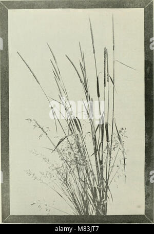 Cyclopedia von landwirtschaftlichen Kulturpflanzen - eine beliebte Befragung von Pflanzen und pflanzliche Methoden in den USA und Kanada (1922, c 1907) (20818386282) Stockfoto