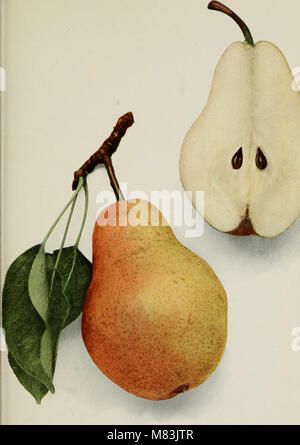 Die „Cyclopedia of Hardy Fruits“ (1922) ist ein umfassender Leitfaden für den Anbau, die Pflege und die Sorten harter Fruchtpflanzen. Es umfasst Techniken für den Anbau von Früchten in verschiedenen Klimazonen und gibt Ratschläge zur Ernte und Konservierung von Früchten. Stockfoto
