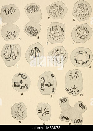 Zytologie, mit besonderem Bezug auf die metazoan Kern (1920) (20205695004) Stockfoto