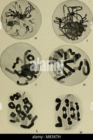 Zytologie, mit besonderem Bezug auf die metazoan Kern (1920) (20801922776) Stockfoto