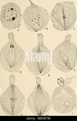 Zytologie, mit besonderem Bezug auf die metazoan Kern (1920) (20818931682) Stockfoto