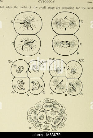 Zytologie, mit besonderem Bezug auf die metazoan Kern (1920) (20828254805) Stockfoto