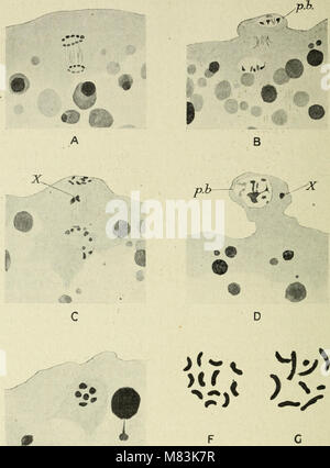 Zytologie, mit besonderem Bezug auf die metazoan Kern (1920) (20828290435) Stockfoto