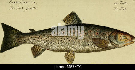Die 1783 erschienene Arbeit „Ã–konomische Naturgeschichte der Fische Deutschlands“ von Marcus Elieser Blochâ präsentiert eine umfassende Untersuchung der Fischarten in Deutschland mit detaillierten Darstellungen und Beschreibungen ihrer ökonomischen Bedeutung und ökologischen Rolle. Stockfoto