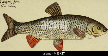 Das 1783 von D. Marcus Elieser Bloch veröffentlichte Werk mit dem Titel „wirtschaftliche Naturgeschichte der Fische Deutschlands“ präsentiert eine umfassende Untersuchung deutscher Fischarten mit 37 Kupferstichen, die auf Originalwerken basieren. Stockfoto