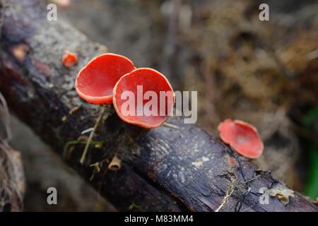 Sarcoscypha coccinea, Scarlet Elf Cup Pilze, Wales, UK. Stockfoto