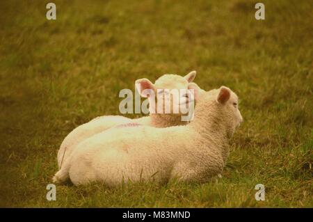 Schafe, Texel Kreuz, in Devon, England Stockfoto