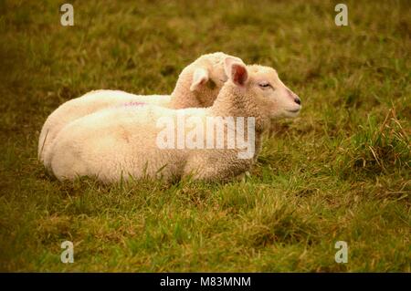 Schafe, Texel Kreuz, in Devon, England Stockfoto