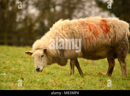 Schafe, Texel Kreuz, in Devon, England Stockfoto