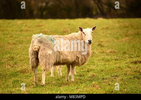 Schafe, Texel Kreuz, in Devon, England Stockfoto