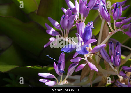 Sydney Australien, lila Blumen spiderwort Stockfoto
