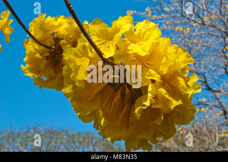 Coffs Harbour Australien, Goldene Trompete Baum Blumen Stockfoto