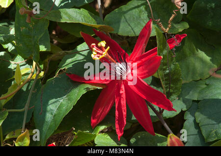 Coffs Harbour Australien, Scharlach oder Rote Passionsblume auf einem Weinstock Stockfoto