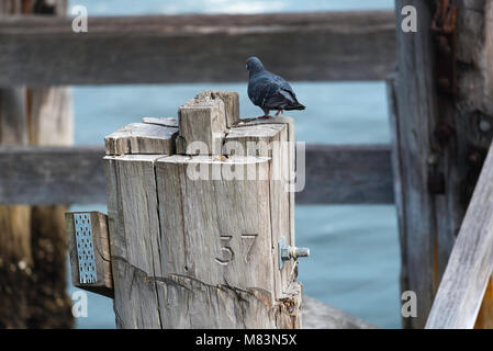 Alte, verwitterte Werfthölzer mit geschnitzten Zahlen in Johnstons Bay, Sydney, New South Wales, Australien Stockfoto