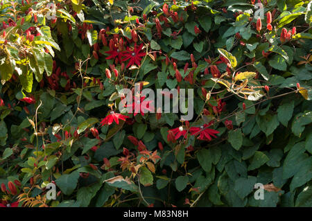 Coffs Harbour Australien, Scharlach oder Rote Passionsblume Rebe Stockfoto