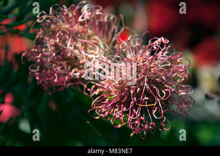 Sydney Australien, native rosa Grevillea Blume Stockfoto
