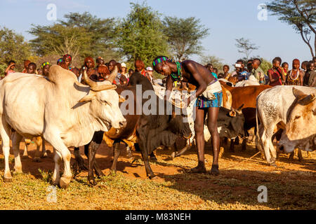 Ein Hamar Tribesman Vorbereitung Vieh für einen Stier springen Zeremonie, Dimeka, Omo Valley, Äthiopien Stockfoto