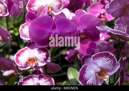 Sydney Australien, sortiert lila Motte Orchidee Blumen Stockfoto