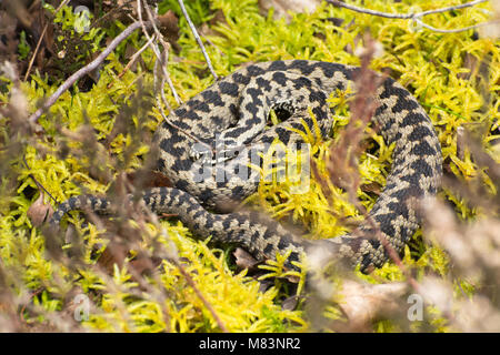 Männliche Kreuzotter (Vipera berus) Sonnenbaden auf Moss in der Berkshire Heide, Großbritannien Stockfoto